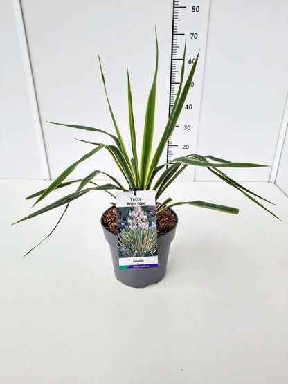 Yucca filamentosa &