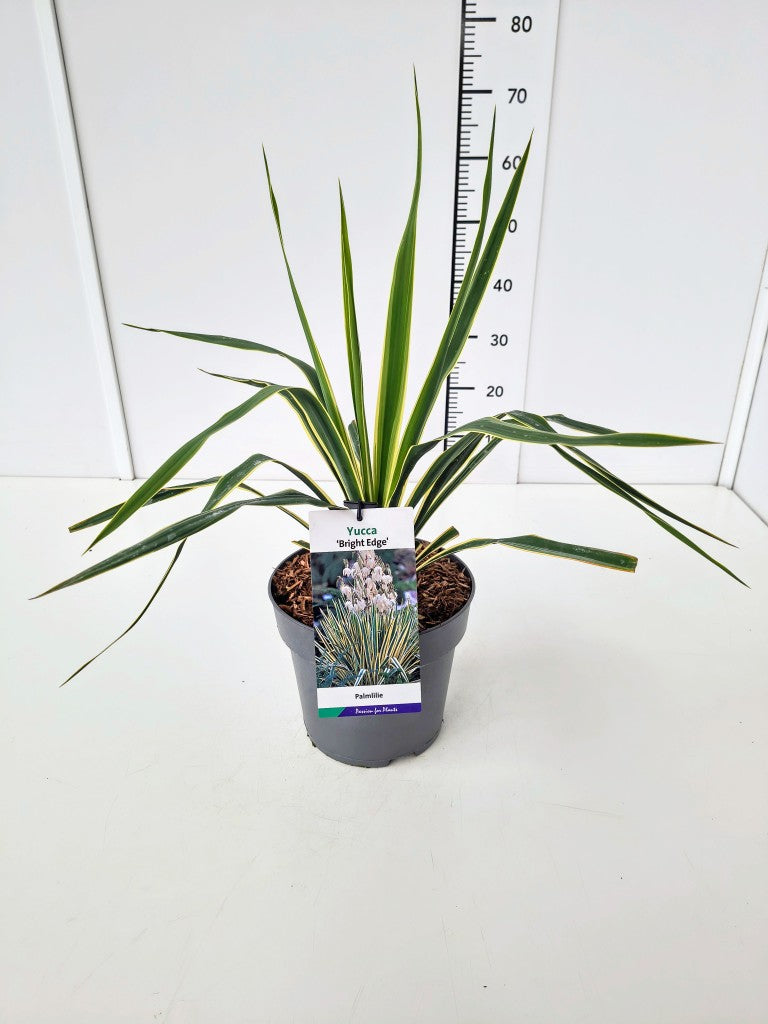 Yucca filamentosa &