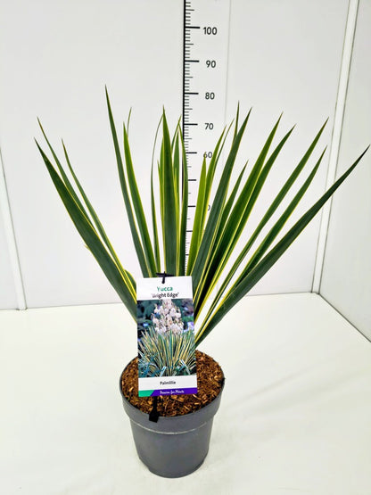 Yucca filamentosa &