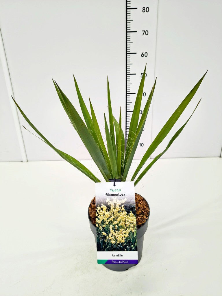 Yucca filamentosa C5 (5 liters kruka)