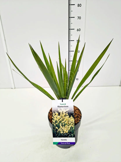 Yucca filamentosa C5 (5 liters kruka)