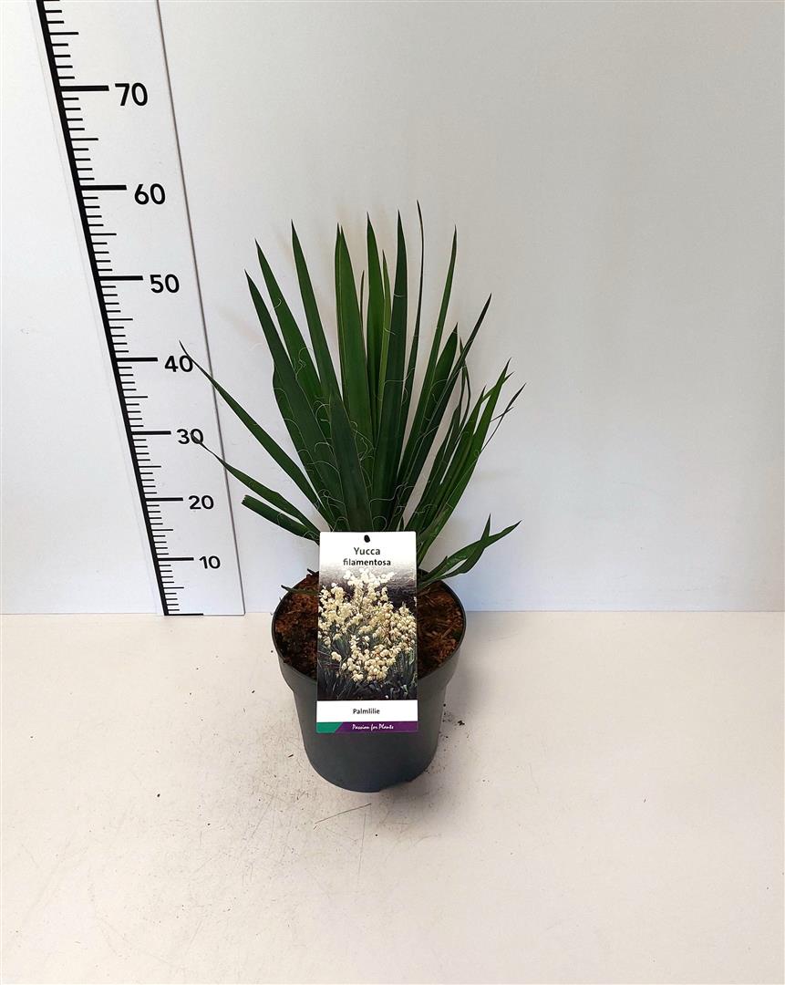 Yucca filamentosa C5 (5 liters kruka) / 23 cm kruka
