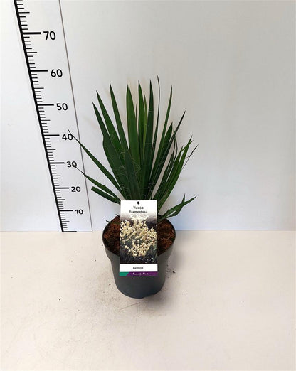 Yucca filamentosa C5 (5 liters kruka)