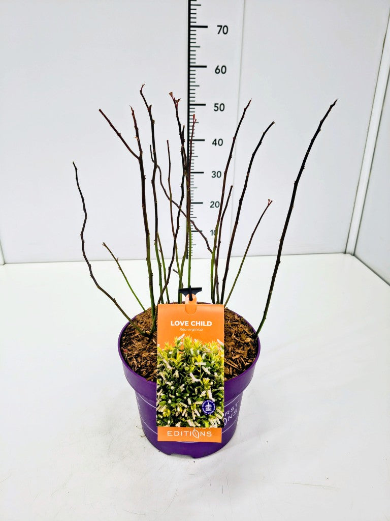 Häggspirea virg. &