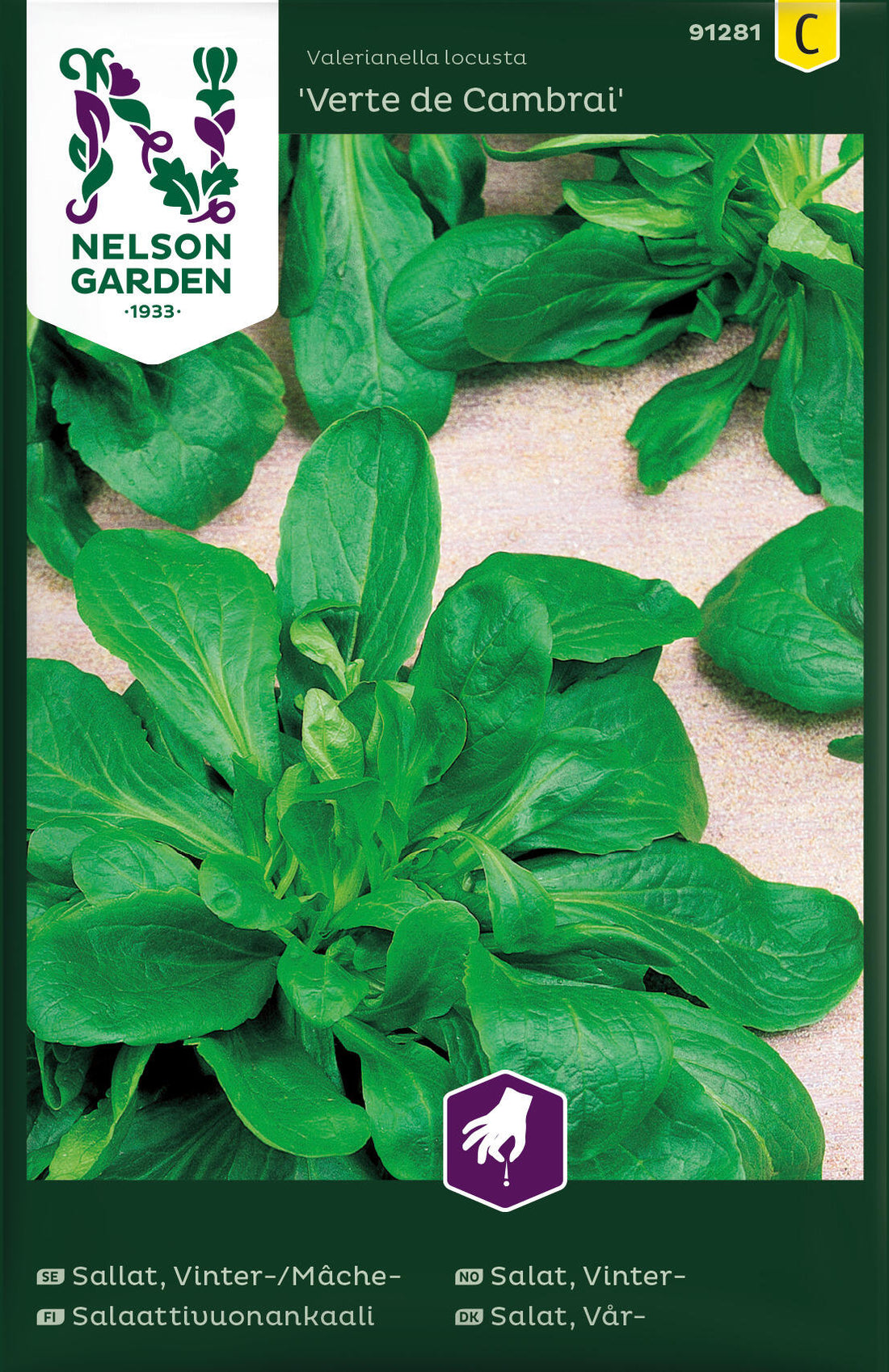 Sallat Vinter- / Mache Vert de Cambrai
