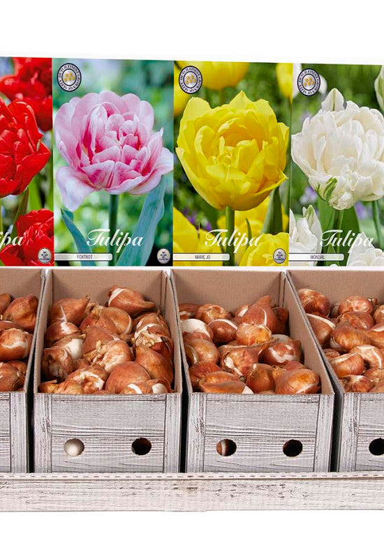 Showbox Tulipa Double Early – 50 st