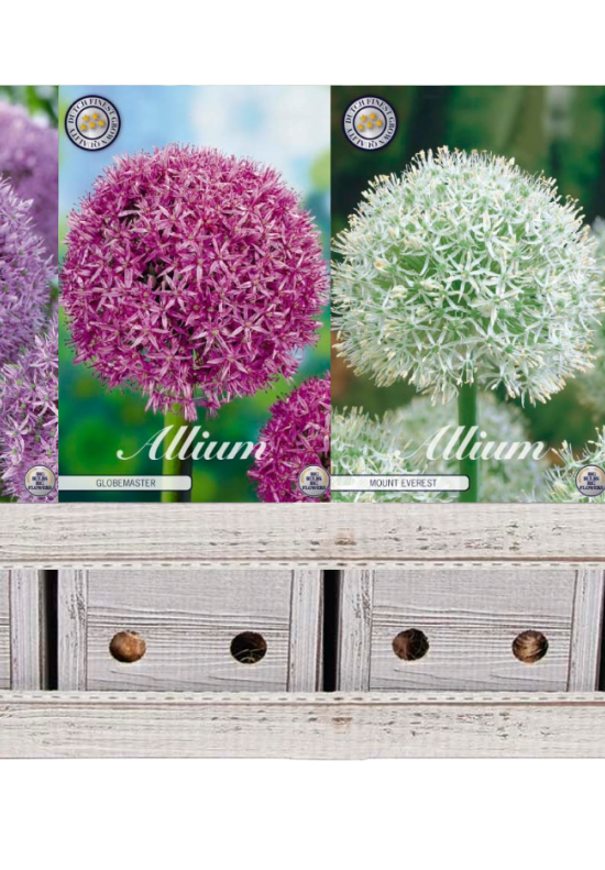 Showbox Allium – 10 st