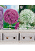 Showbox Allium – 10 st