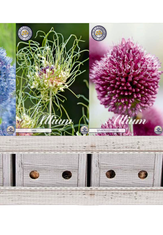Showbox Allium Smallflowering – 250 st