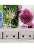 Showbox Allium Smallflowering – 250 st