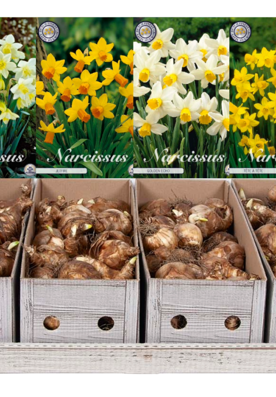 Showbox Narcissus Botanical – 25 st