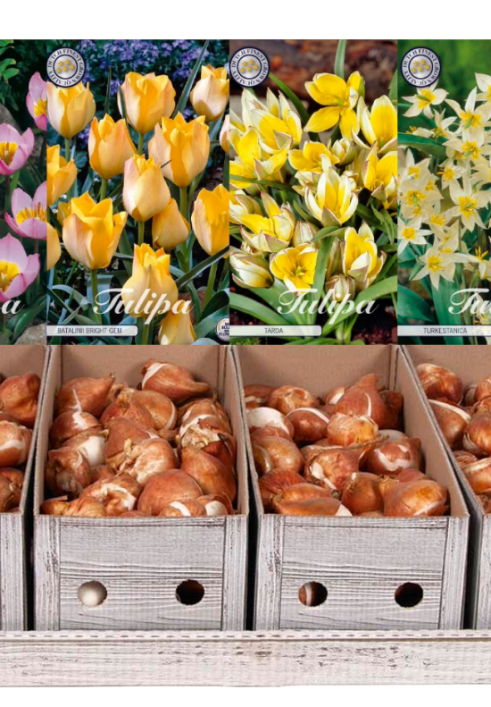 Showbox Tulipa Specie – 100 st
