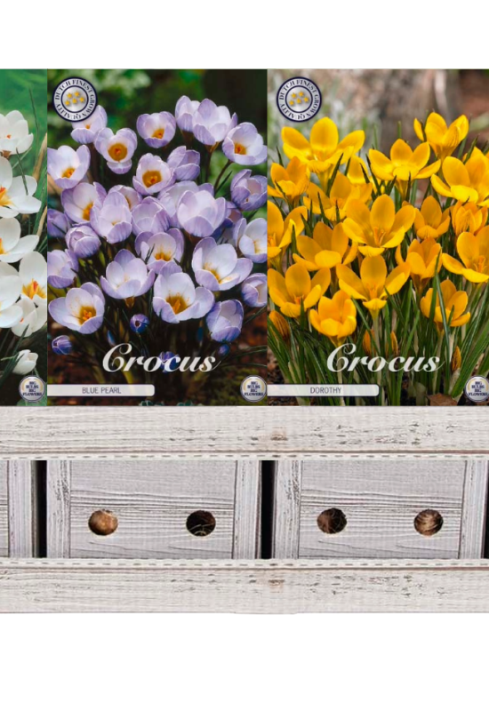 Showbox Crocus Chrysanthus – 250 st