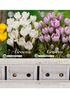 Showbox Crocus Vernus – 100 st
