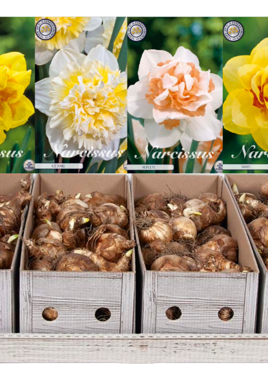 Showbox Narcissus Double – 25 st