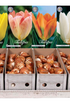 Showbox Tulipa Fosteriana – 50 st