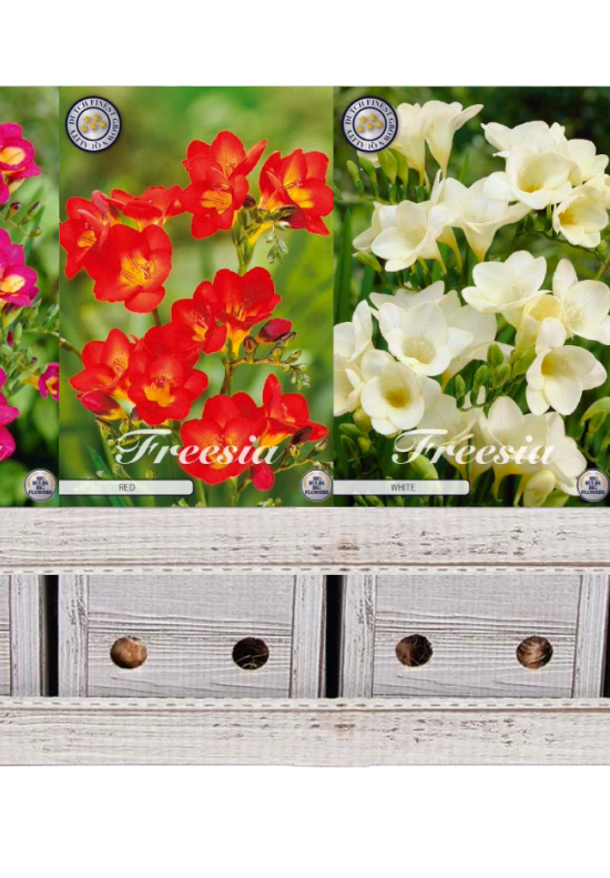 Showbox Freesia – 250 st