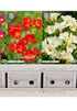 Showbox Freesia – 250 st