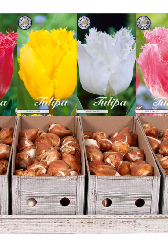 Showbox Tulipa Fringed – 50 st