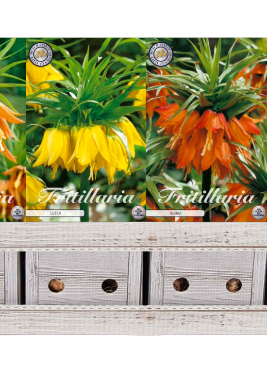 Showbox Fritillaria – 5 st