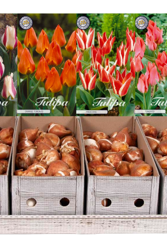 Showbox Tulipa Greigii – 50 st