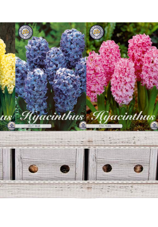 Showbox Hyacinthus – 25 st