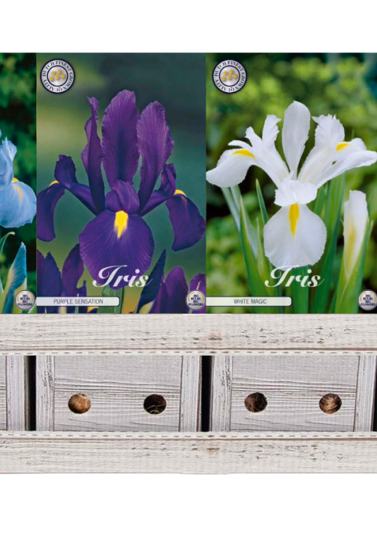 Showbox Iris – 150 st