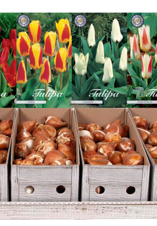 Showbox Tulipa Kaufmannia – 50 st
