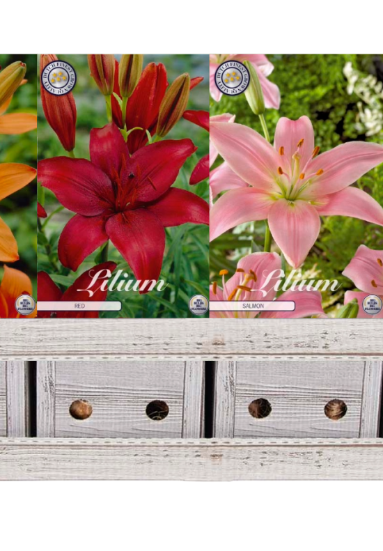 Showbox Lilium – 30 st