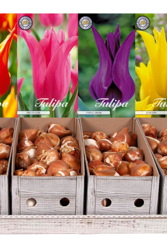 Showbox Tulipa Lilyflowering – 50 st