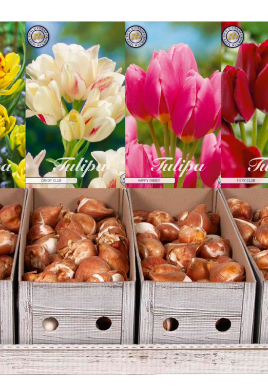 Showbox Tulipa Multiflora – 50 st