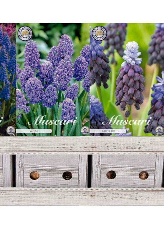Showbox Muscari – 150 st