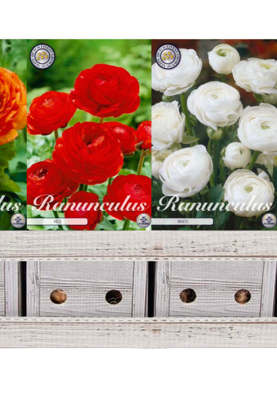 Showbox Ranunculus – 150 st