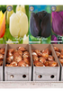 Showbox Tulipa Single Late – 50 st
