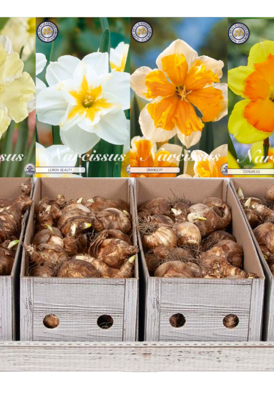 Showbox Narcissus Splitcrown – 25 st