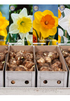 Showbox Narcissus Trumpet – 25 st
