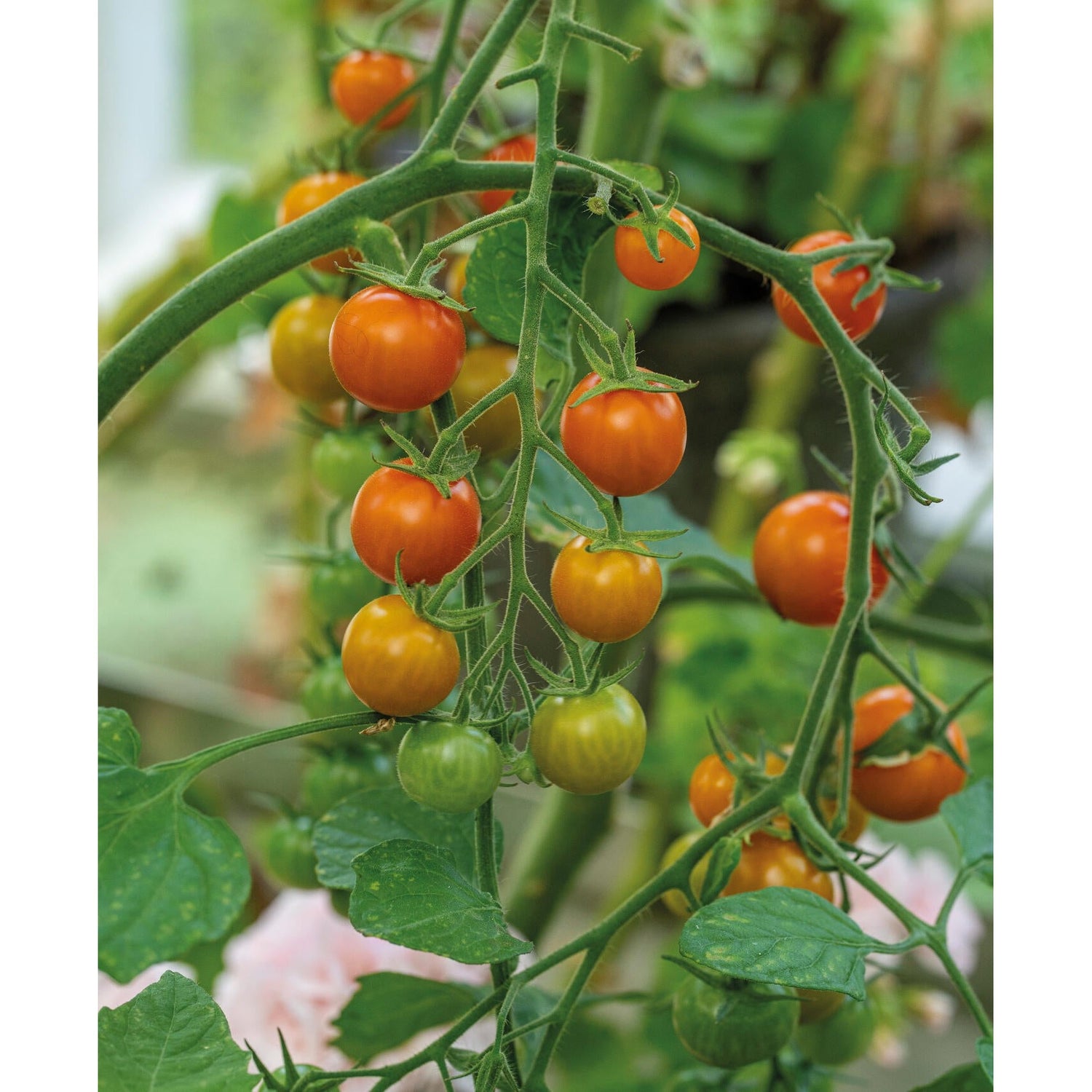 Tomat Hög Golden Currant Organic