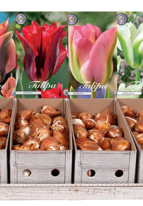 Showbox Tulipa Viridiflora – 50 st