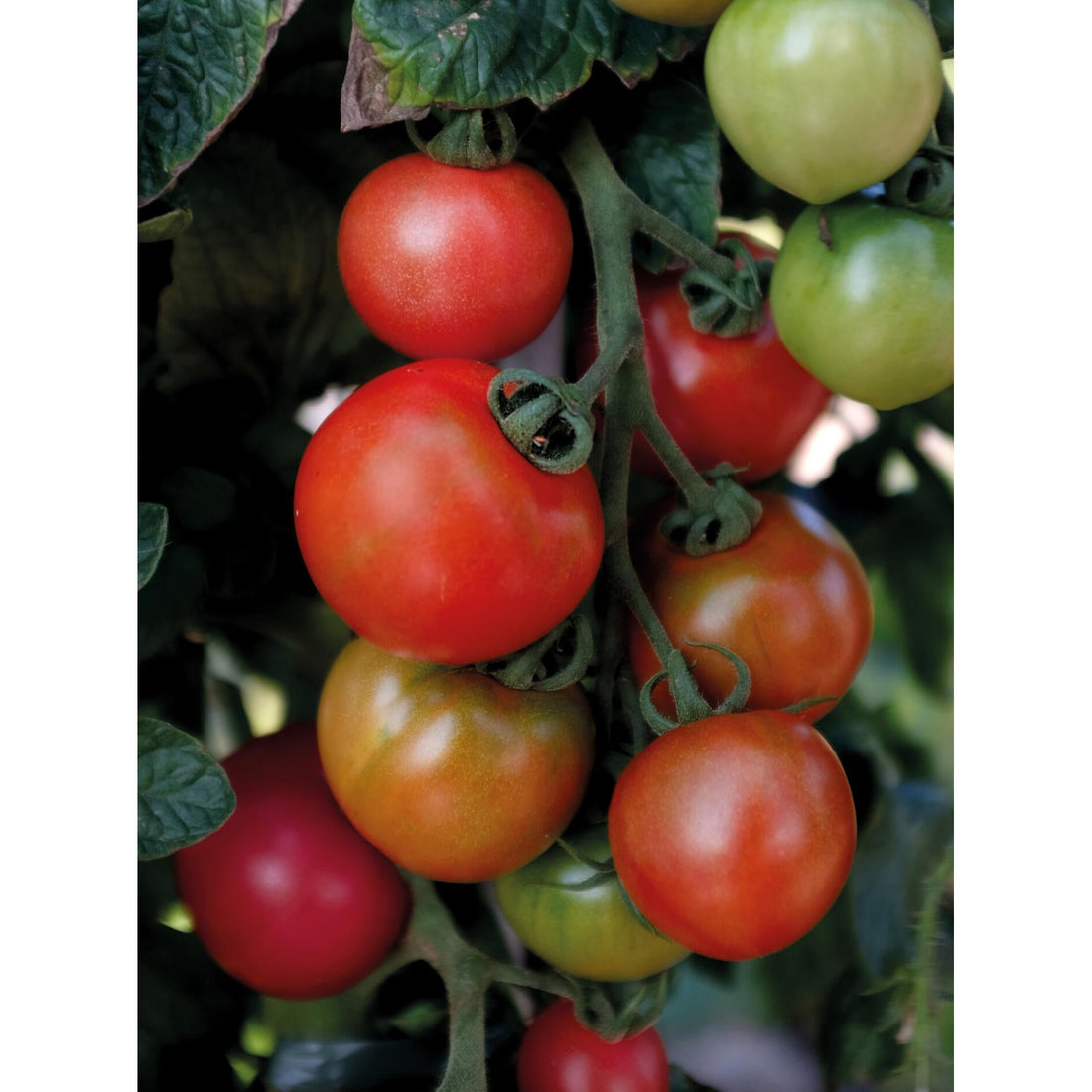 Tomat Hög Moneymaker