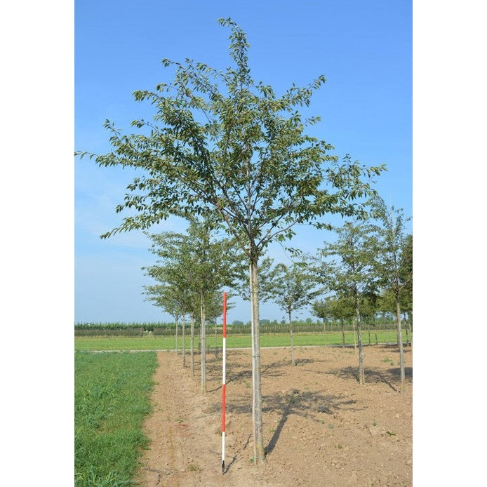 Prydnadskörsbär - Prunus 'Accolade'  - Stammens omkrets 18-20 cm, höjd 4 +/- meter,  HS,