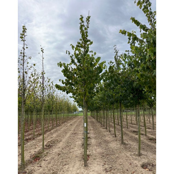 Lind - Tilia flavescens 'Glenleven'  - Stammens omkrets 20-25 cm, höjd 4-4,5 meter,  HS,