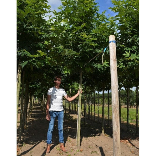 Orientalisk platan - Platanus orientalis 'Minaret'  - Stammens omkrets 16-18 cm, höjd 3,5-4 meter,  HS,