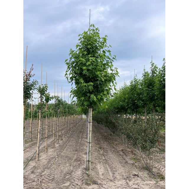 Ambraträd - Liquidambar styraciflua &