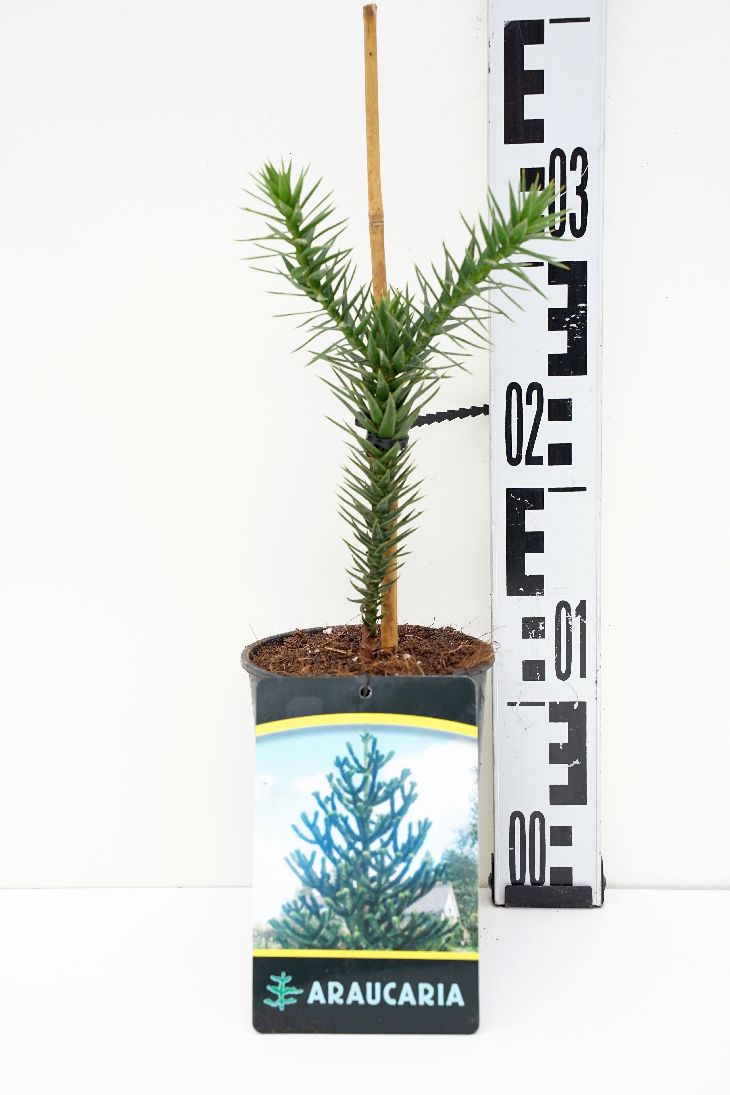 Brödgran araucana - C1,5/P14 15-20 CM