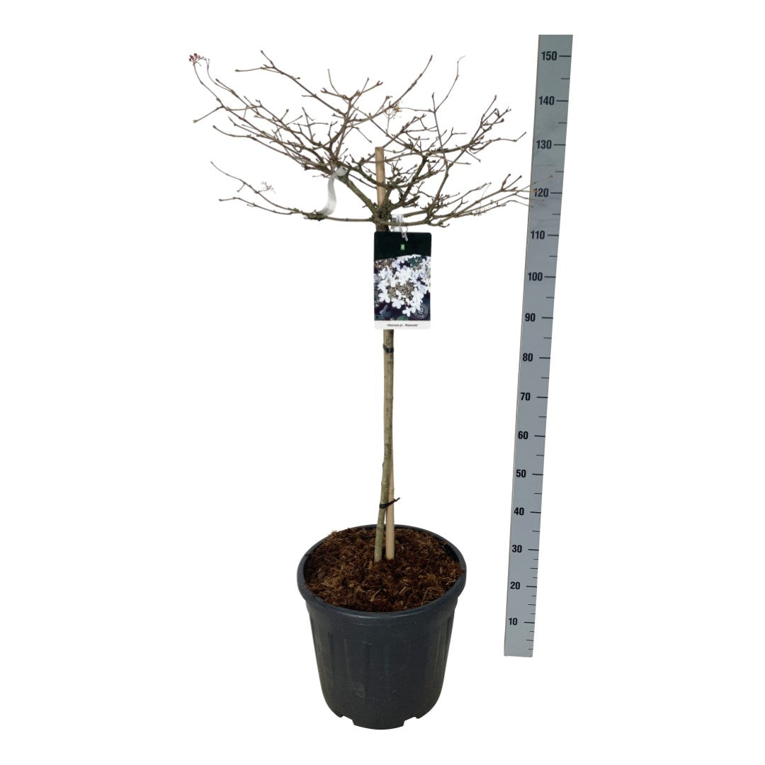 Brödgran araucana - C4/P21 30-40 CM