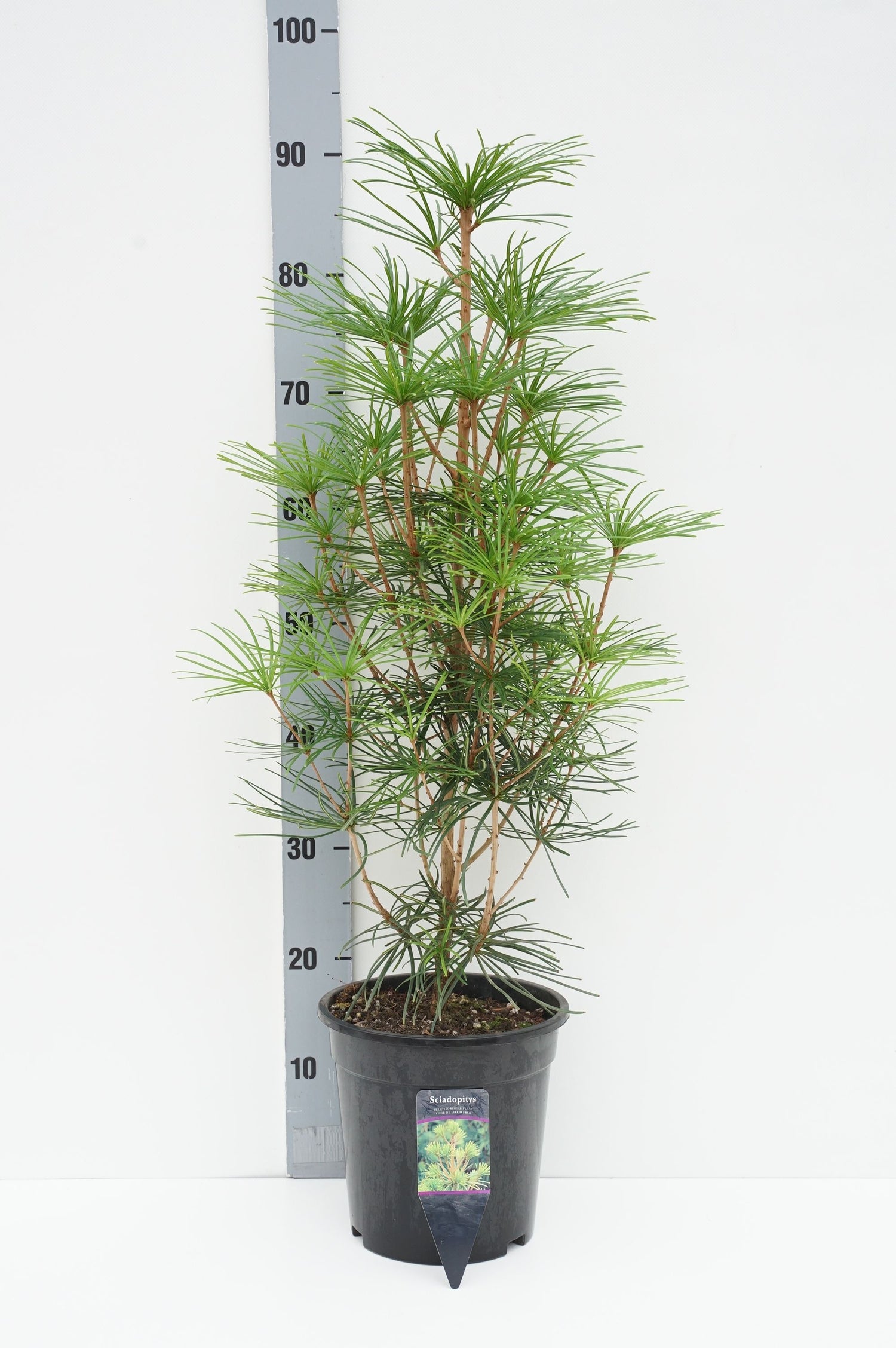 Solfjäderstall verticillata - C5/P23 50-60 CM