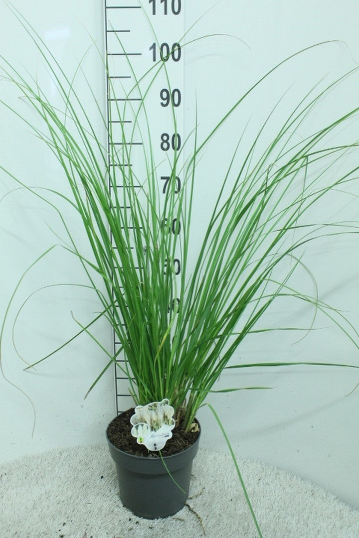 Pampasgräs selloana - C5/P23 100/+ CM