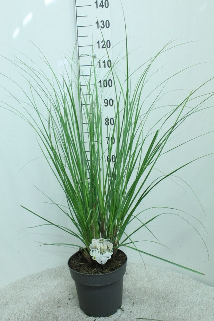 Pampasgräs selloana - C10 120/+ CM