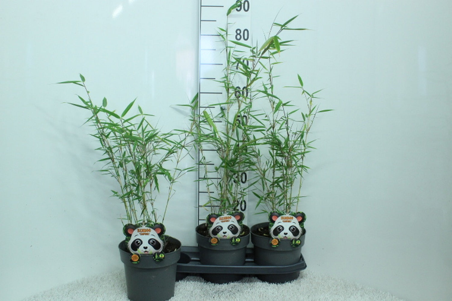 Fargesia robusta &