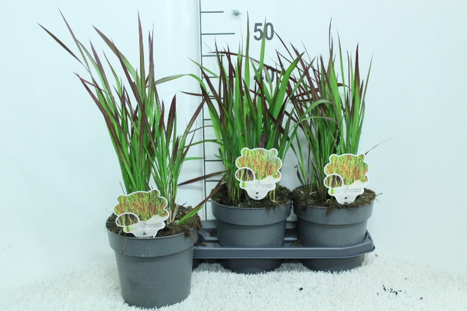 Imperata cylindrica &